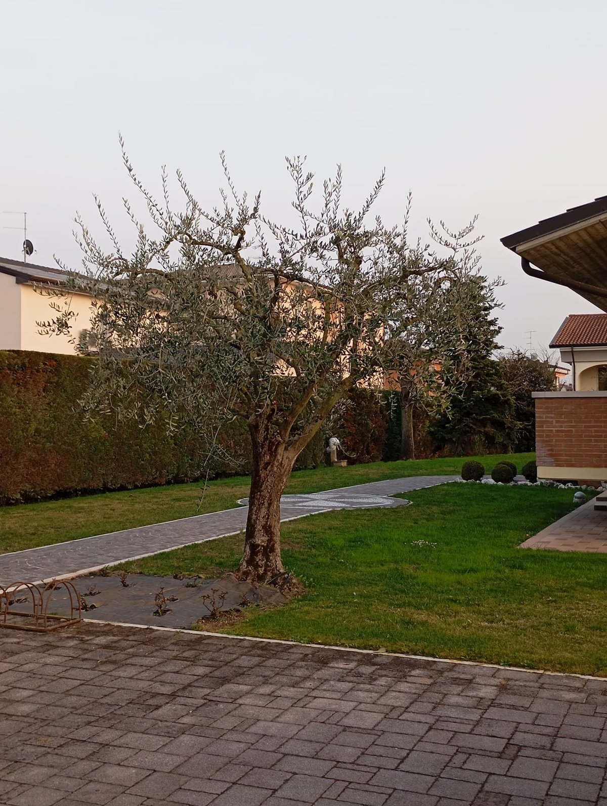 Mature olive tree in residential garden with paved patio, green lawn, and brick buildings in background under cloudy sky
