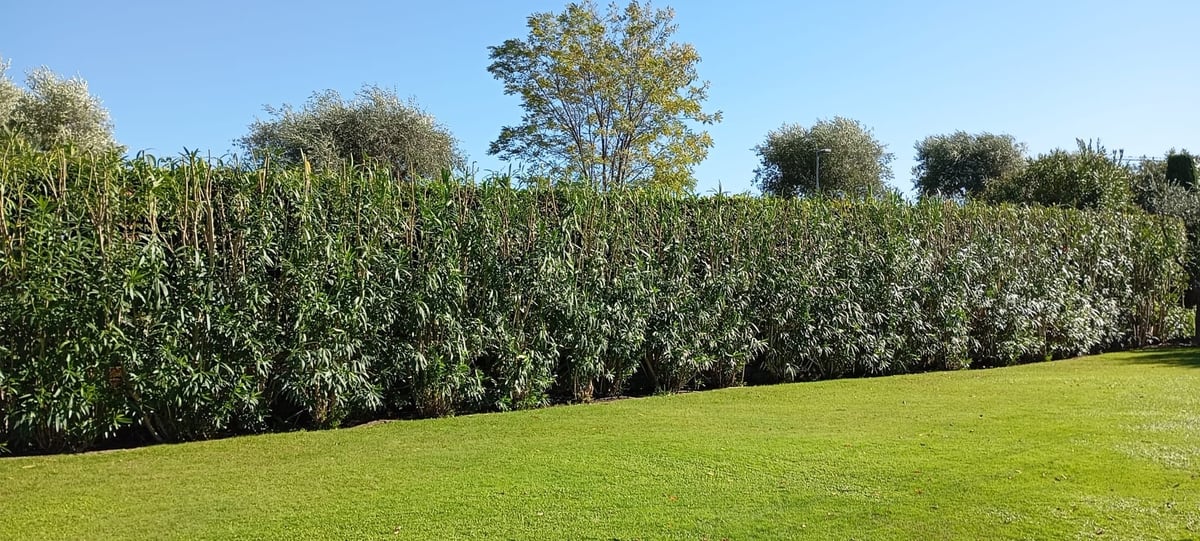 Green lawn with a tree-lined hedge border under a clear blue sky