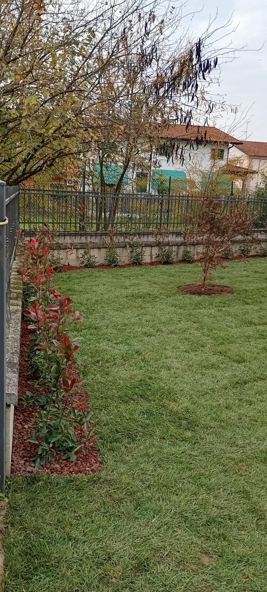 A residential backyard with manicured green lawn, red-leafed shrub border, metal fence, and bare trees overlooking a house beyond